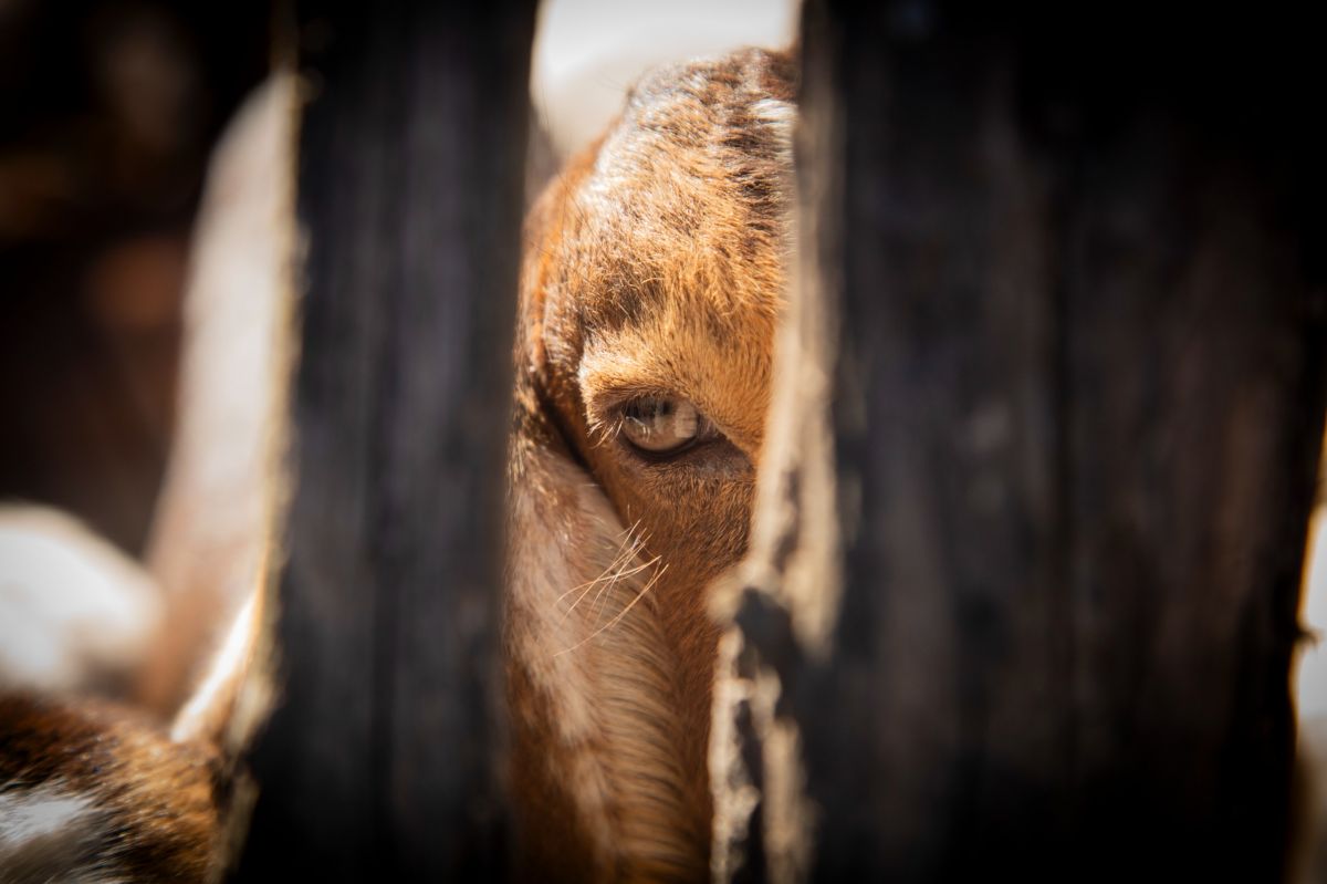 MIRADA. La cría de cabras continúa siendo una de las principales actividades económicas en Los Jereces y Sol de Mayo, donde los animales forman parte del paisaje cotidiano y del sustento de las familias que decidieron quedarse.