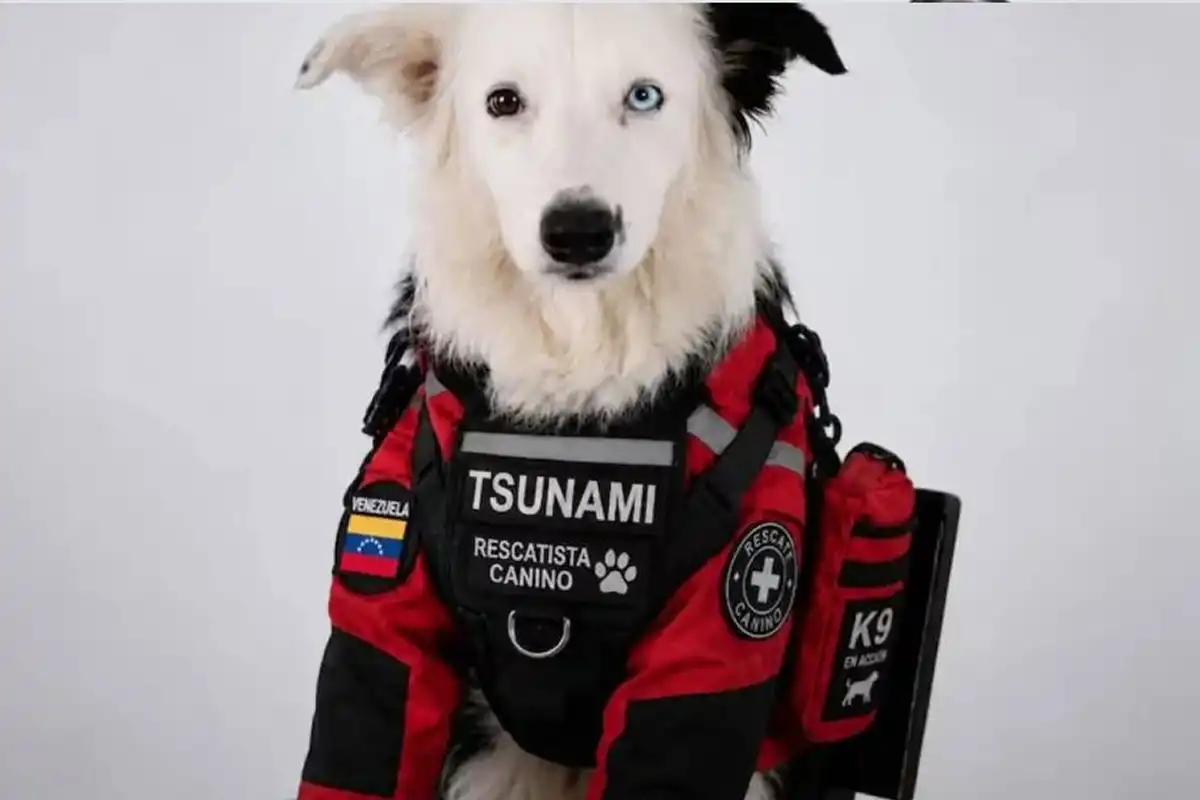 De perro abandonado a héroe del terremoto en Venezuela: la historia de Tsunami, el border collie que salva vidas