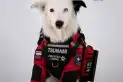De perro abandonado a héroe del terremoto en Venezuela: la historia de Tsunami, el border collie que salva vidas