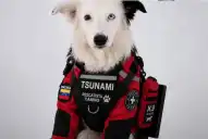 De perro abandonado a héroe del terremoto en Venezuela: la historia de Tsunami, el border collie que salva vidas