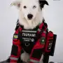 De perro abandonado a héroe del terremoto en Venezuela: la historia de Tsunami, el border collie que salva vidas