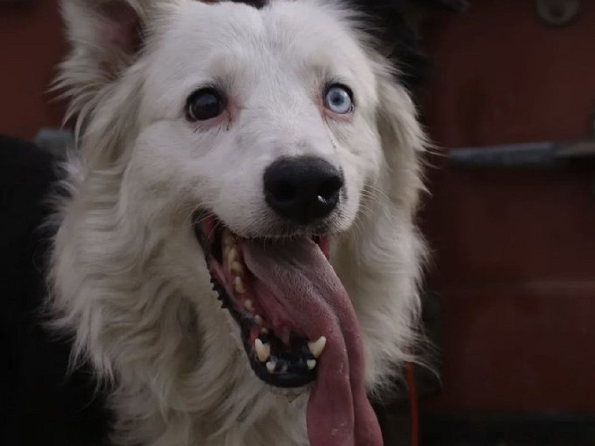 Tsunami es un perro de rescate que busca a desaparecidos tras en terremoto en Venezuela