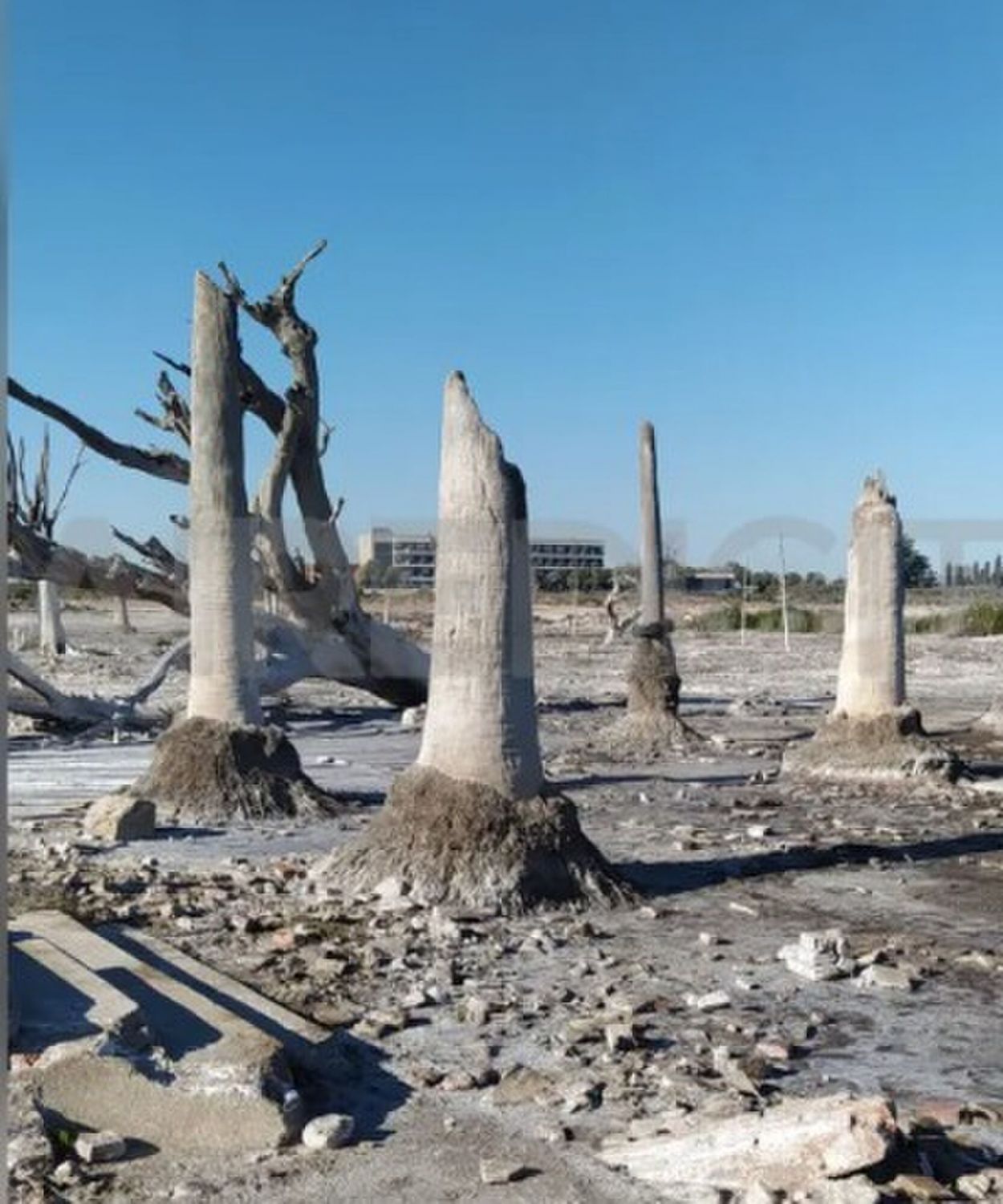 RESTOS. Lo que quedó de las palmeras que rodeaban una avenida.