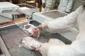 Las exportaciones de carne alcanzan niveles máximos, mientras cae el consumo interno