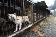 Alarma internacional por el destino de miles de perros que desaparecieron antes del veto a la carne canina en Corea del Sur