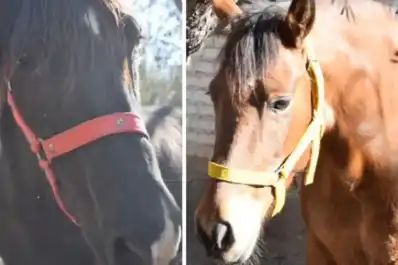 Derecho Animal: una provincia reconoció a dos yeguas como seres sintientes en un fallo histórico