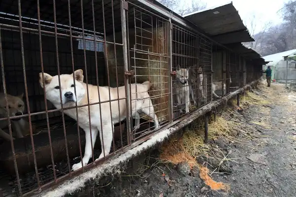 Alarma internacional por el destino de miles de perros que desaparecieron antes del veto a la carne canina en Corea del Sur