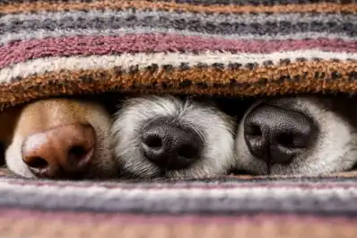 Ni a los 12° ni a los 8°: esta es la temperatura a la que un perro empieza a sentir frío
