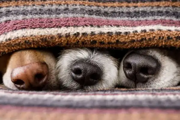 Ni a los 12° ni a los 8°: esta es la temperatura a la que un perro empieza a sentir frío