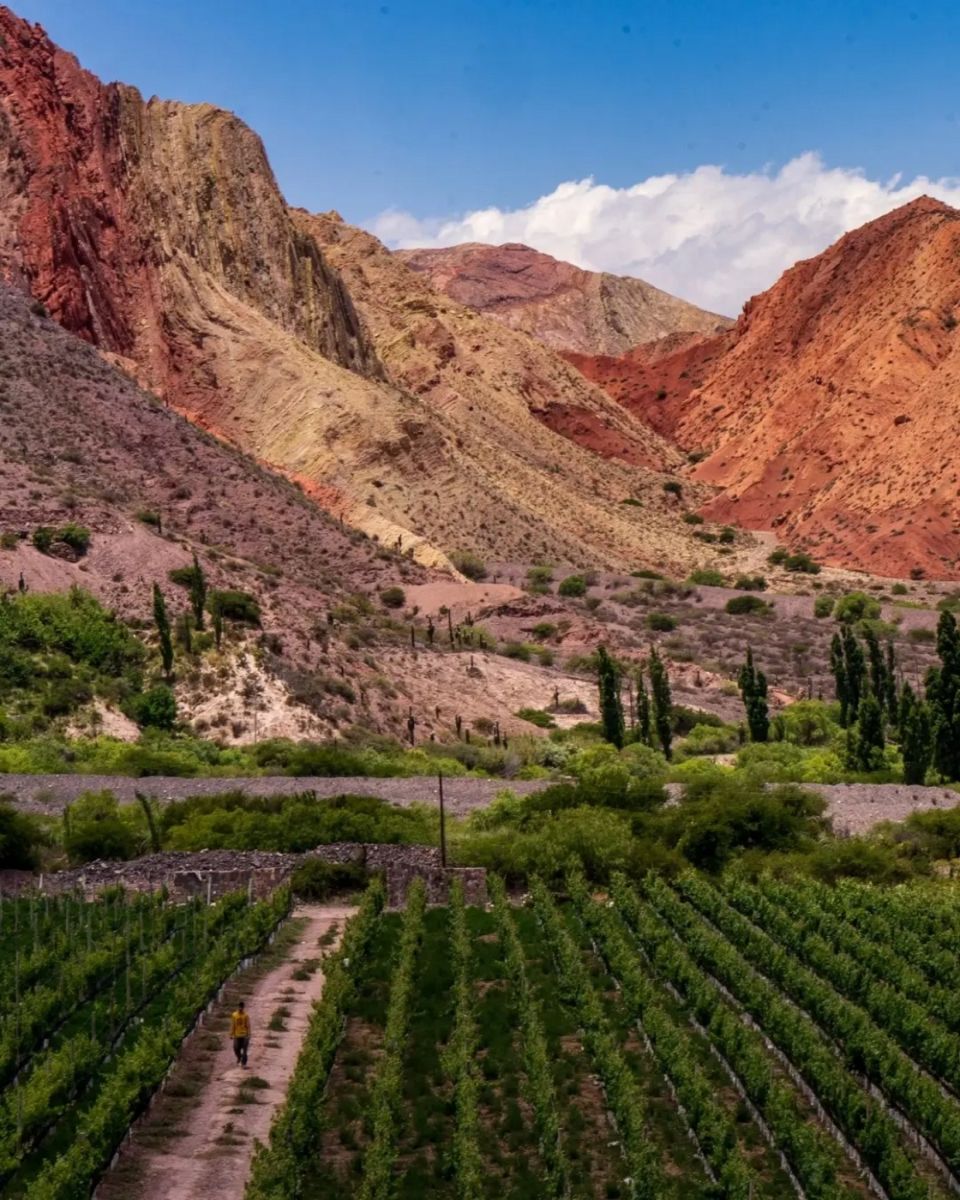 Tintos, blancos y un rosado: los vinos del NOA que Tim Atkin validó ante el mundo en 2026