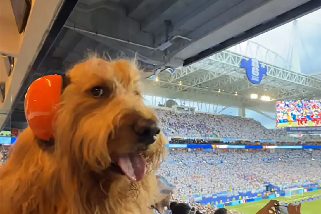 Furor en Miami: quién es Brodie, el perro influencer que se robó todas las miradas en el partido de Argentina
