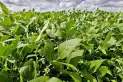 Pronóstico: se espera un “Niño” fuerte, que podría generar un gran año para el agro