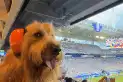 Furor en Miami: quién es Brodie, el perro influencer que se robó todas las miradas en el partido de Argentina