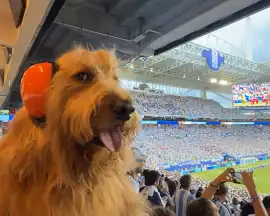 Furor en Miami: quién es Brodie, el perro influencer que se robó todas las miradas en el partido de Argentina