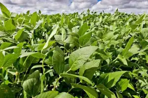 Pronóstico: se espera un “Niño” fuerte, que podría generar un gran año para el agro