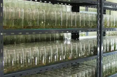 Vitroplantas: la Eeaoc cumple 25 años de producir y distribuir caña semilla de calidad