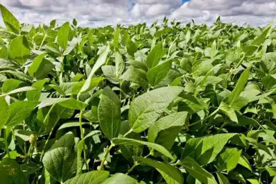 Pronóstico: se espera un “Niño” fuerte, que podría generar un gran año para el agro