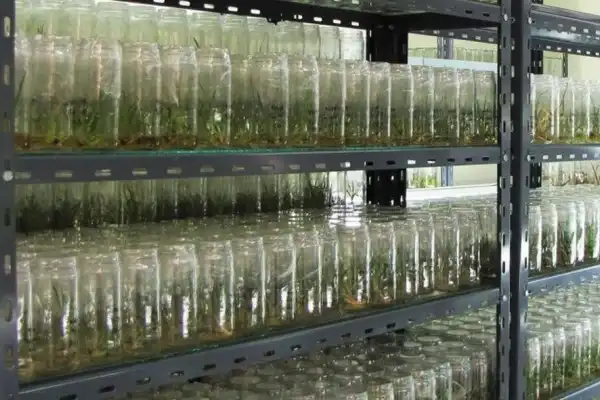 Vitroplantas: la Eeaoc cumple 25 años de producir y distribuir caña semilla de calidad