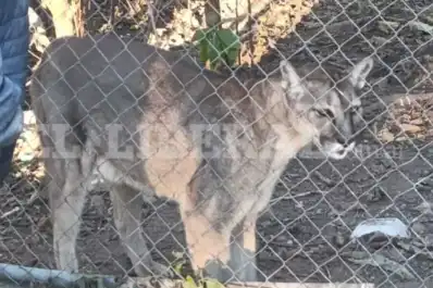 Insólito hallazgo en Santiago del Estero: encontraron cinco pumas en un barrio tras un incendio