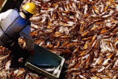Las exportaciones pesqueras superaron los U$S1.000 millones en los primeros cinco meses de 2026