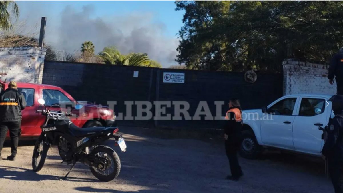 Insólito hallazgo en Santiago del Estero: encontraron cinco pumas en un barrio tras un incendio