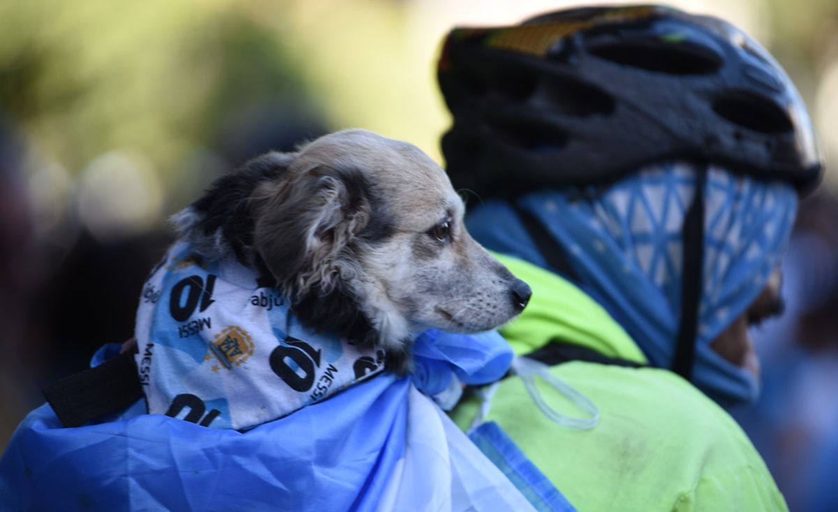 PERRITO. Hasta las mascotas se sumaron a la fiesta con camisetas y accesorios celestes y blancos. / LA GACETA, DIEGO ARÁOZ