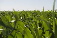 Aprobaron un nuevo maíz genéticamente modificado con protección contra insectos y tolerancia a herbicidas