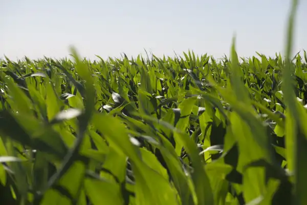 Aprobaron un nuevo maíz genéticamente modificado con protección contra insectos y tolerancia a herbicidas