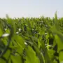 Aprobaron un nuevo maíz genéticamente modificado con protección contra insectos y tolerancia a herbicidas