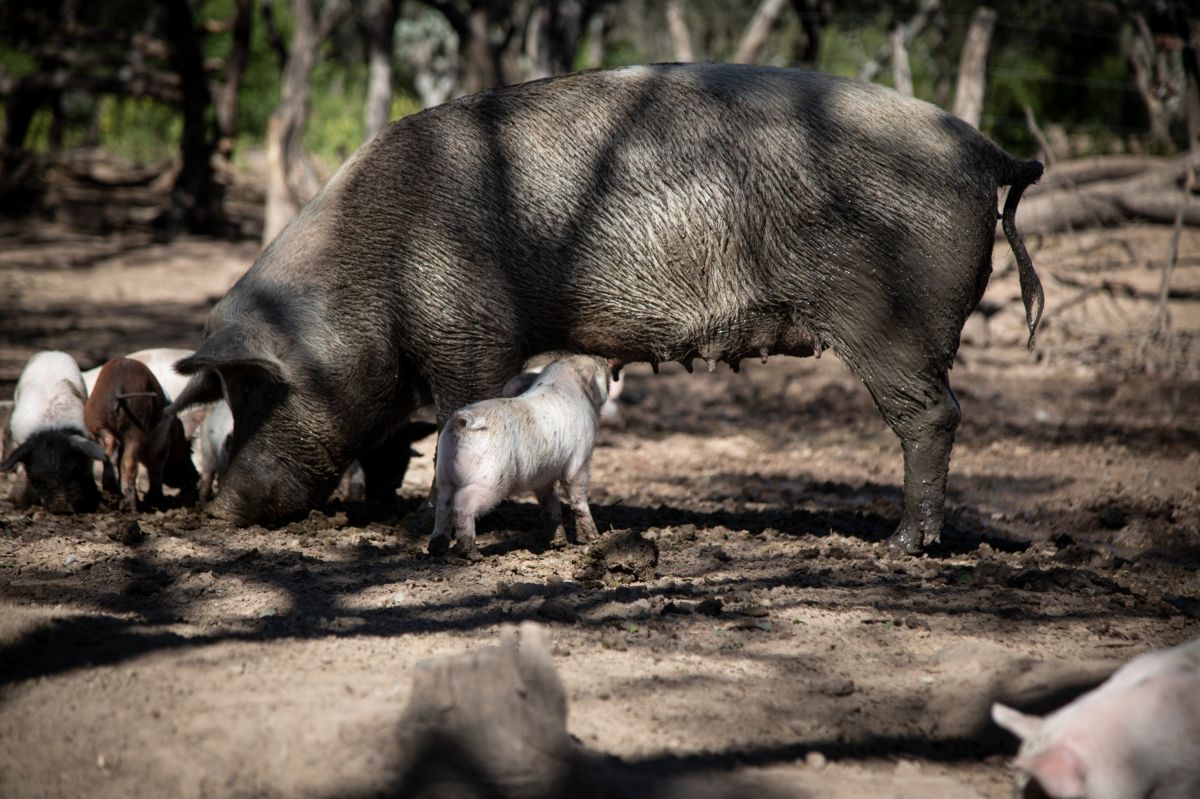 La cría de animales es una de las principales actividades comerciales de Laguna de Robles.