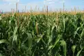 La rotación: una estrategia agrícola clave