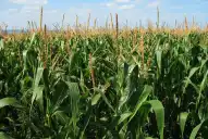 La rotación: una estrategia agrícola clave