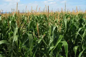 La rotación: una estrategia agrícola clave