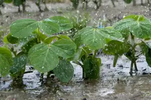 Las lluvias excepcionales causaron excesos hídricos en un 42% del área sojera provincial