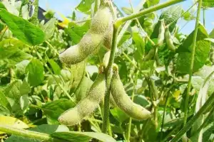 Soja: se puede predecir el rendimiento del cultivo antes de que la cosechadora entre al lote