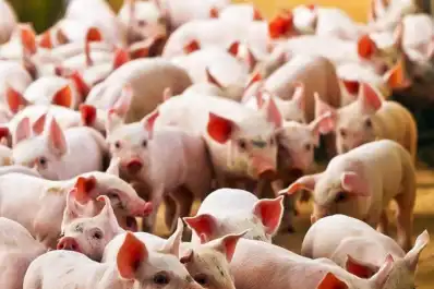 El Senasa capacitó sobre la prevención de la triquinosis