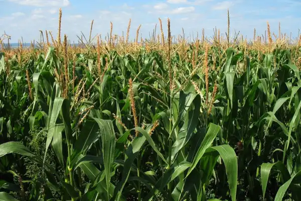La rotación: una estrategia agrícola clave