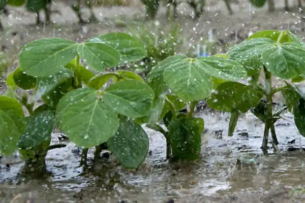 Las lluvias excepcionales causaron excesos hídricos en un 42% del área sojera provincial