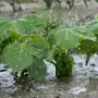 Las lluvias excepcionales causaron excesos hídricos en un 42% del área sojera provincial