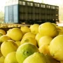 La citrícola San Miguel consolida su plan de negocios y de inversiones