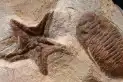Científicos revelaron la causa de la mayor extinción masiva de la Tierra y su preocupante vínculo con el presente