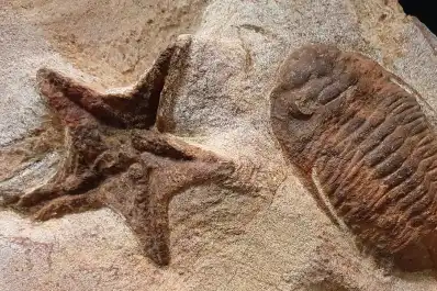 Científicos revelaron la causa de la mayor extinción masiva de la Tierra y su preocupante vínculo con el presente