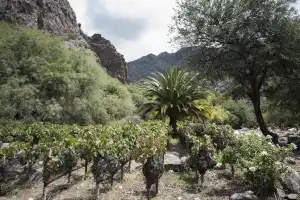 El sol implacable, el paisaje hostil y la cabalgata que sirvió para encontrar un vino de 98 puntos