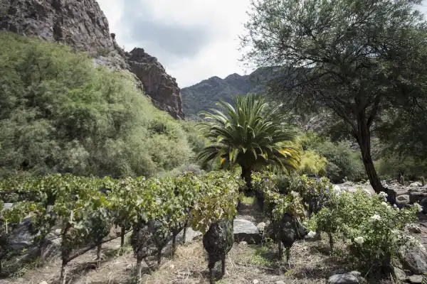 El sol implacable, el paisaje hostil y la cabalgata que sirvió para encontrar un vino de 98 puntos