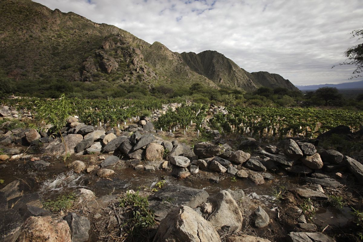 EL LUGAR. El viñedo está ubicado en laderas empinadas, en lo profundo de la Sierra del Quilmes