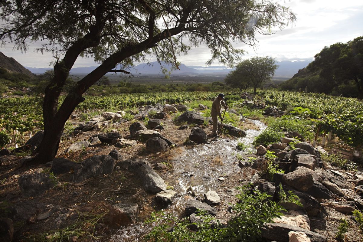 RESCATE HISTÓRICO. La finca tiene terrazas y acequias precolombinas recuperadas en 2009 para dar vida al Malbec de Alto Los Cuises. 