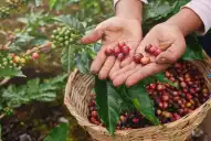 El histórico proyecto de Cabrales que posicionó a Tucumán en el mapa del café argentino