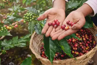 El histórico proyecto de Cabrales que posicionó a Tucumán en el mapa del café argentino