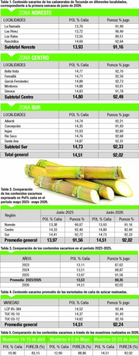 El proceso de maduración de la caña de azúcar en Tucumán registra una evolución favorable