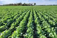 Soja: la campaña alcanzó un muy alto potencial productivo, con rindes medios de 3.600 kg/ha